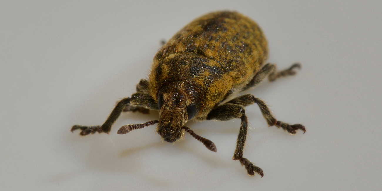 Curculionidae: Rhinocyllus conicus?  S!